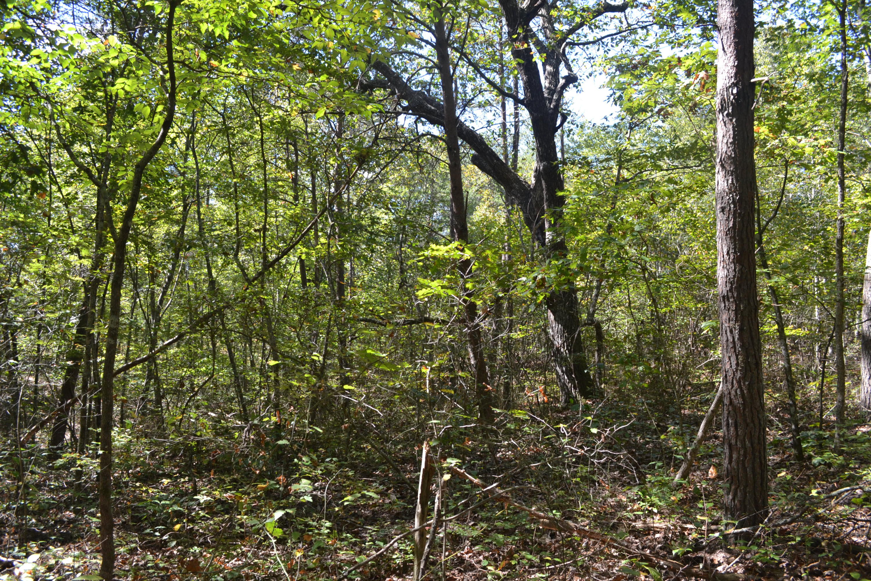 26.14-ac C Road Whitwell, TN 37397 - Photo 6 of 9 6