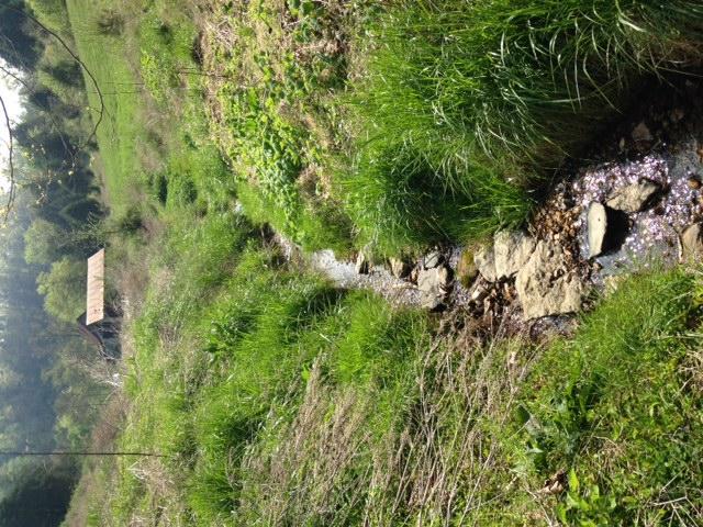 0 Noah Road Manchester, TN 37355 - Photo 12 of 17 another one of the natural springs