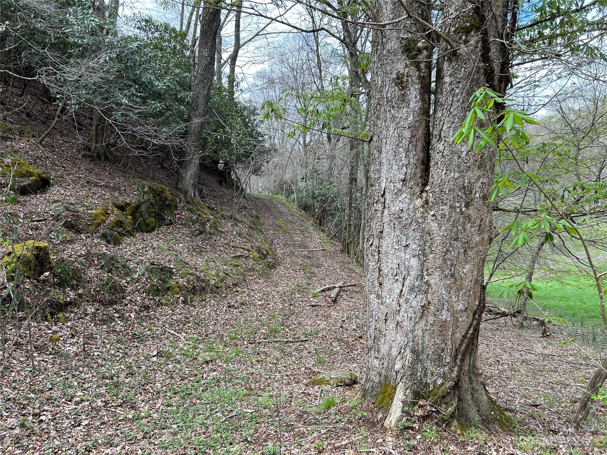 292 Welch Road Lansing, NC 28643 - Photo 43 of 47 a view of a forest with lots of trees