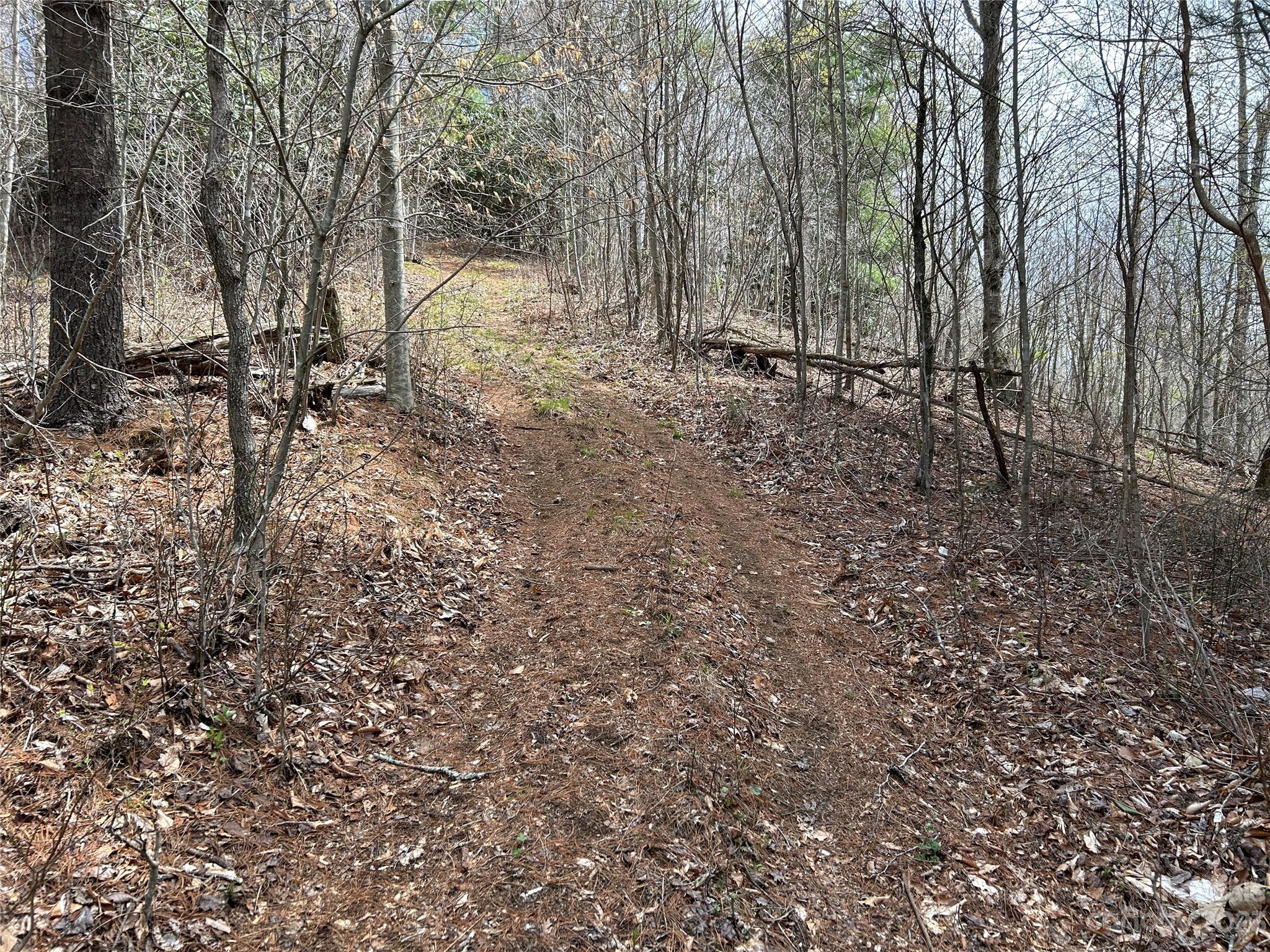 292 Welch Road Lansing, NC 28643 - Photo 45 of 47 a view of a forest with trees in the background
