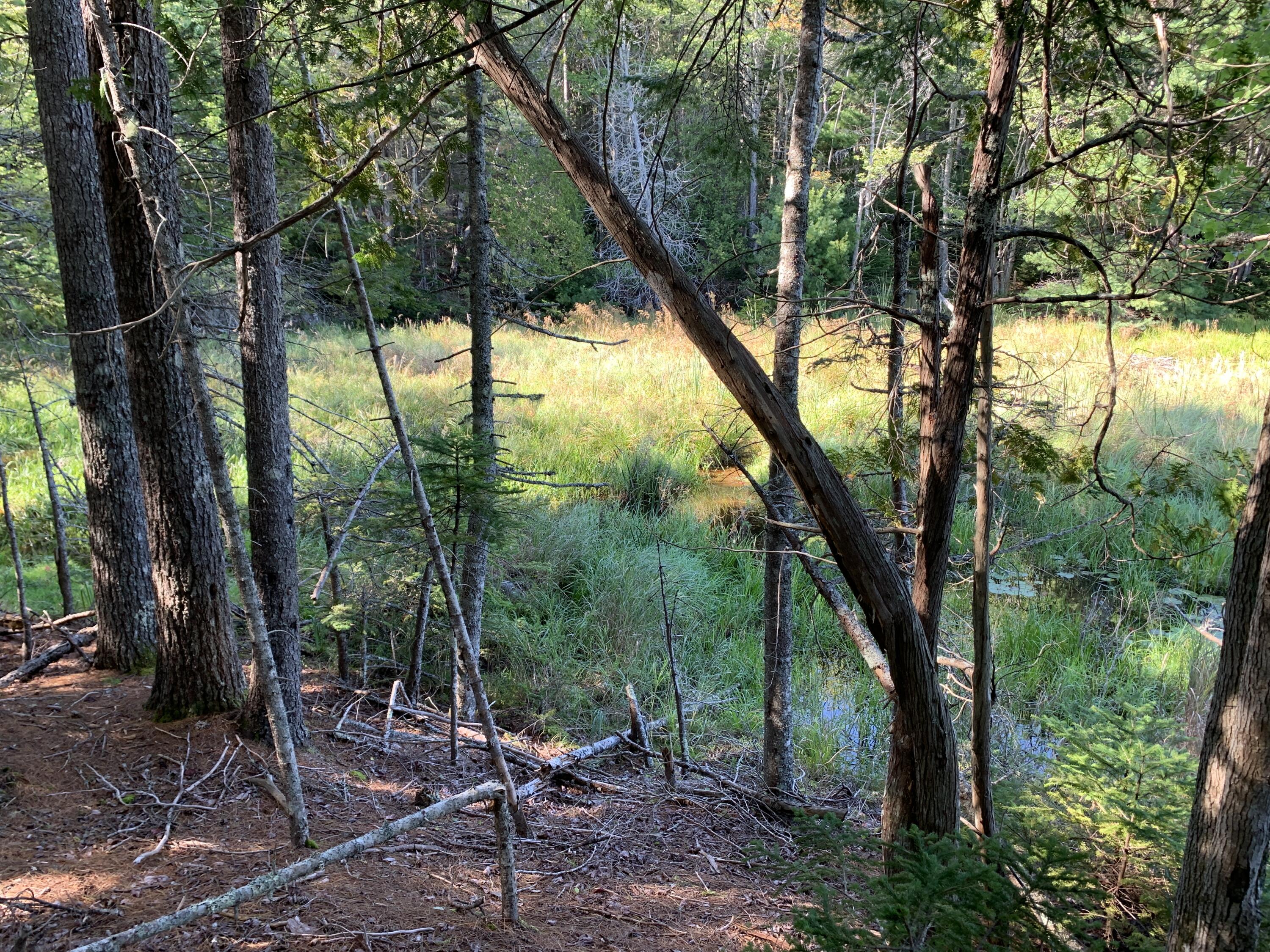 Lot B Lakeside Road Mount Desert, ME 04660 - Photo 19 of 32 IMG_6299