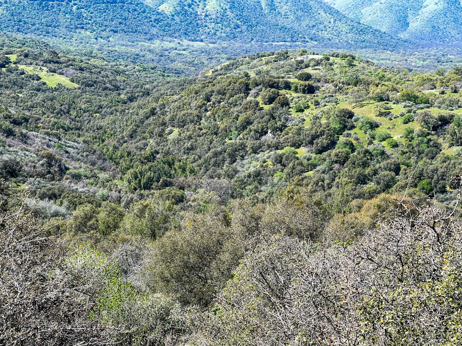 44981 Todd Eymann Road Dunlap, CA 93621 - Photo 23 of 74 a view of a large yard with lots of bushes