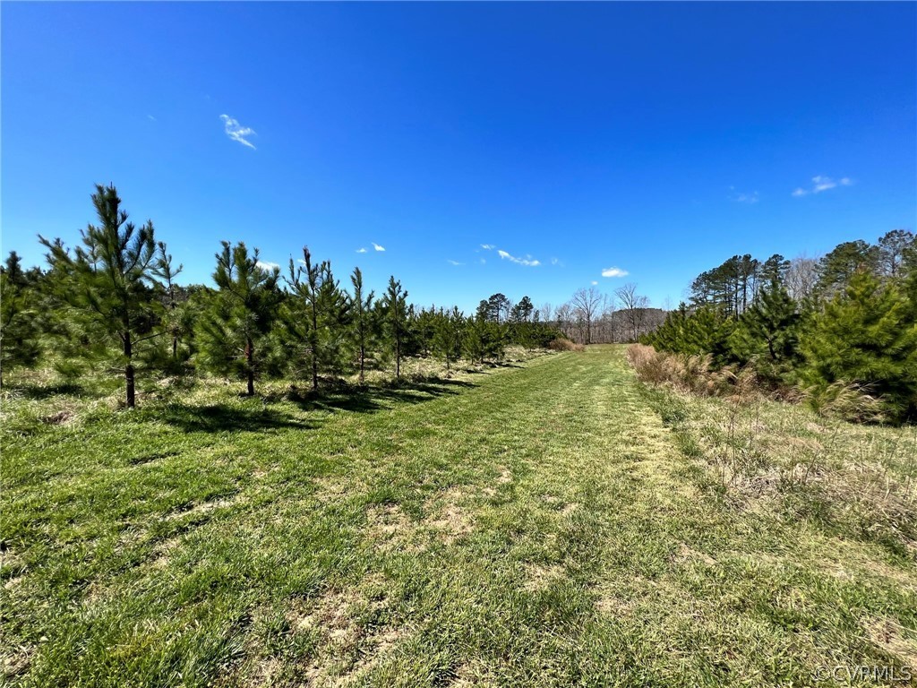 1214 Wilson Road Wilsons, VA 23894 - Photo 34 of 41 a view of a yard with a tree