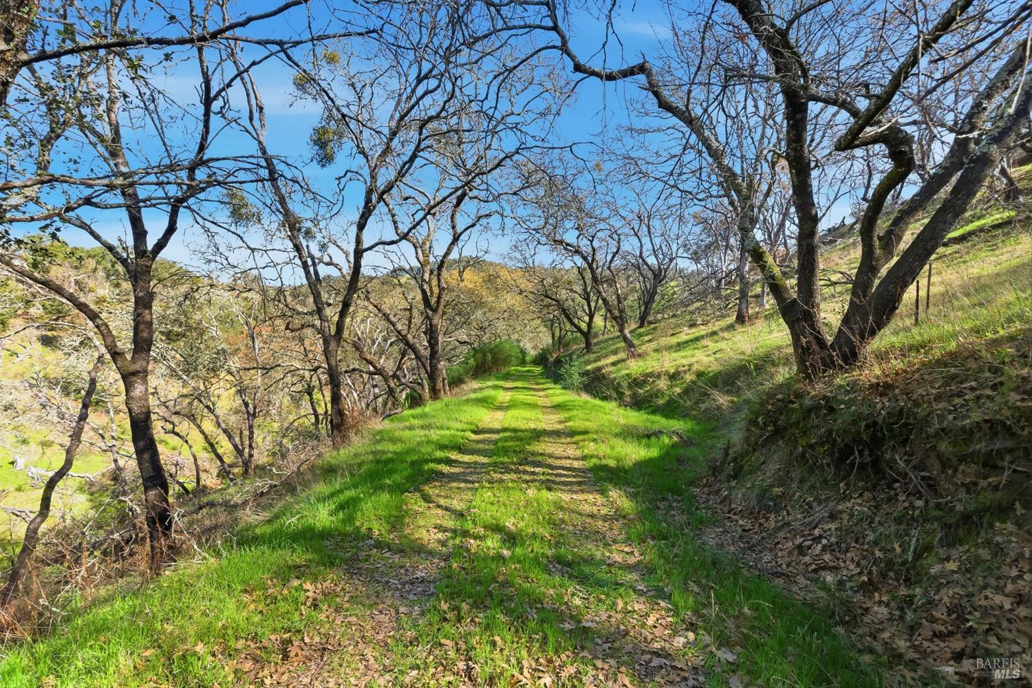 1477 Leslie Road Healdsburg, CA 95448 - Photo 12 of 40 a view of yard with tree
