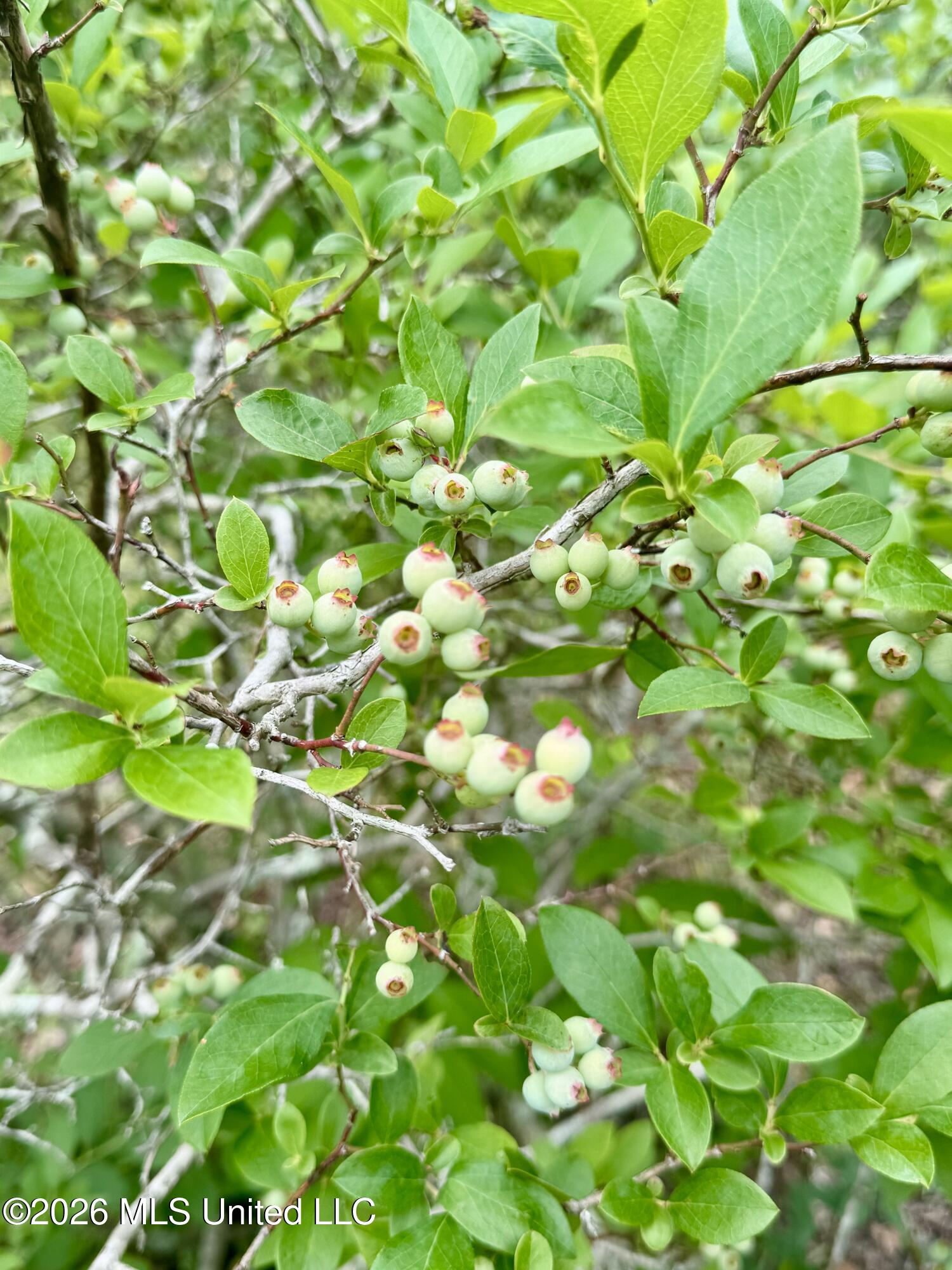20 C G Smith Road Picayune, MS 39466 - Photo 25 of 29 cg smith blueberry