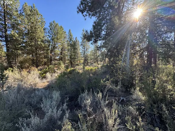 a view of a forest with a tree