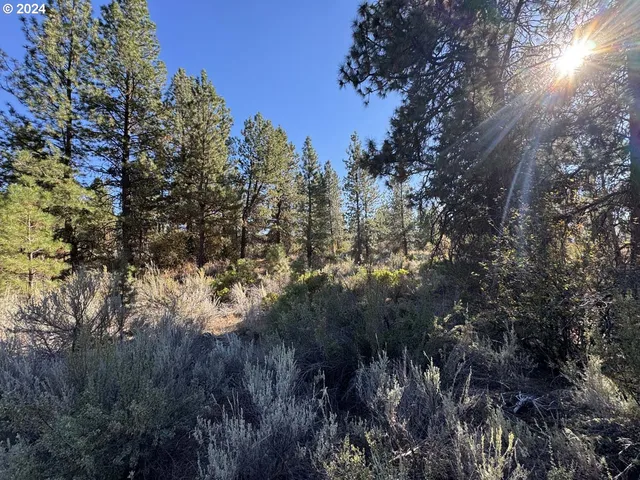 a view of a forest with lots of trees