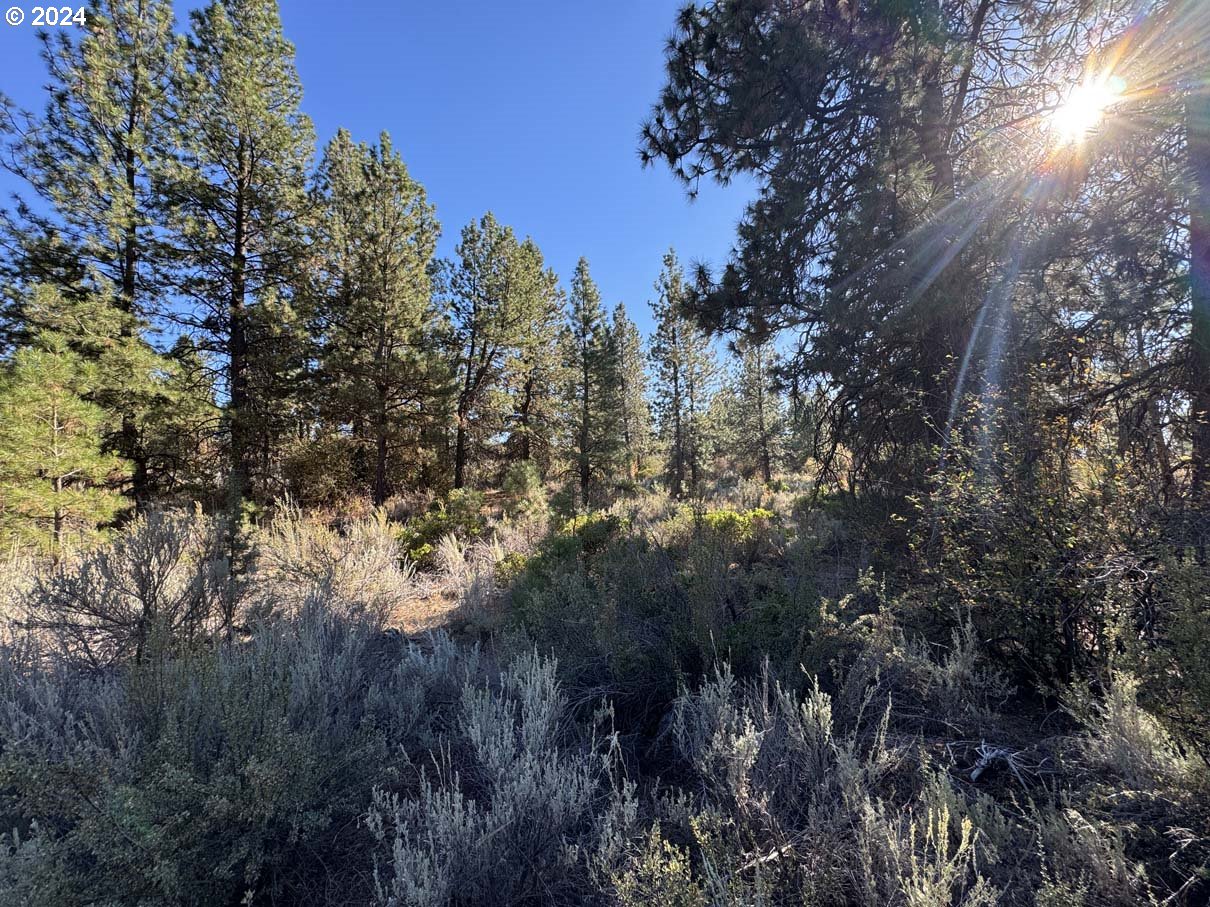Legget Drive, Unit 5 Chiloquin, OR 97624 - Photo 12 of 32 a view of a forest with lots of trees