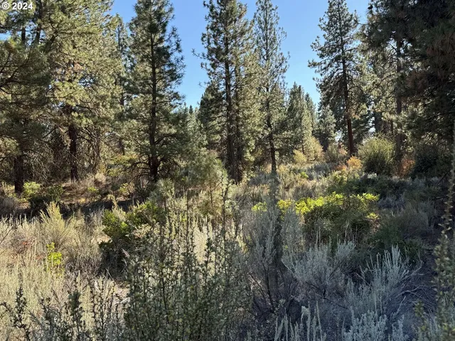 a view of a tree in a forest