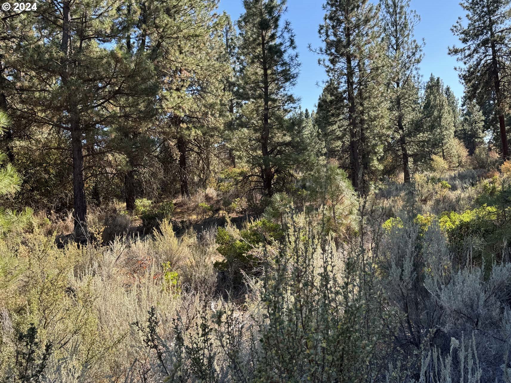 Legget Drive, Unit 5 Chiloquin, OR 97624 - Photo 15 of 32 a view of a tree in a field