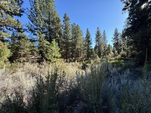 a view of a forest with a tree in the background