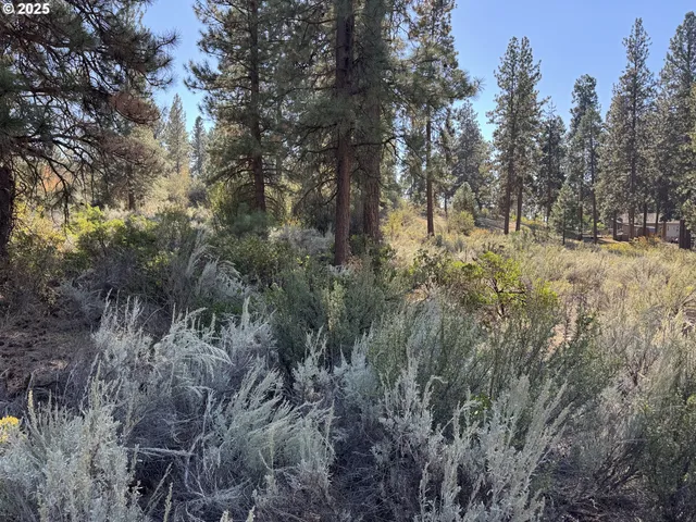a view of a forest with trees