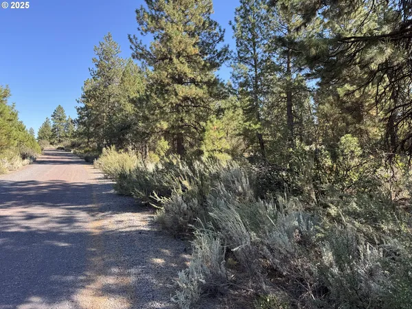 a view of a yard with plants and trees