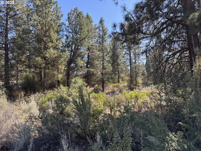 a view of a covered with trees in a background