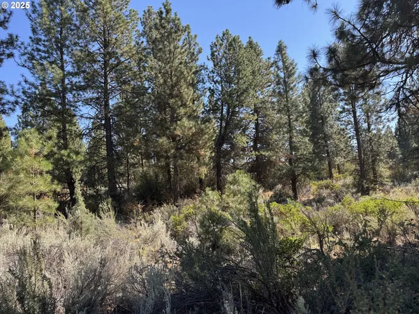 a view of a forest with a tree