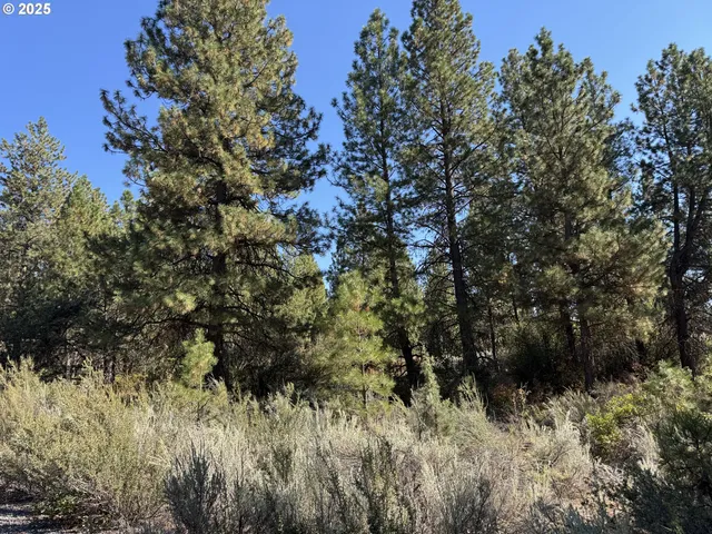 a view of a tree in a field