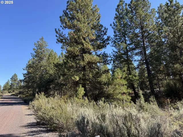 a view of a tree in a yard