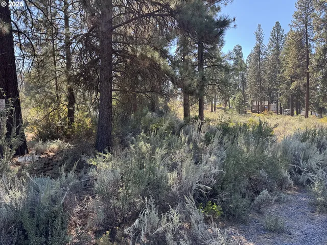 a view of a forest filled with trees