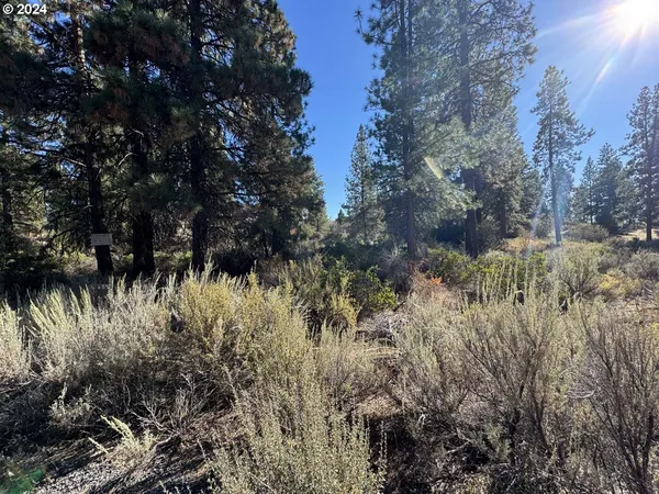 a view of a bunch of plants and trees