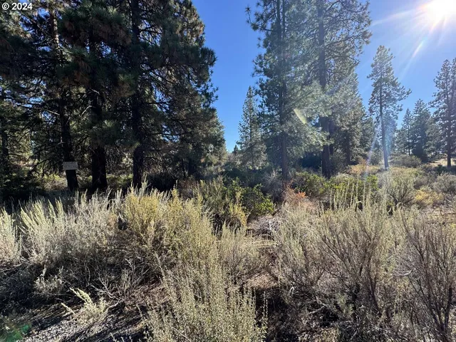 a view of a bunch of plants and trees