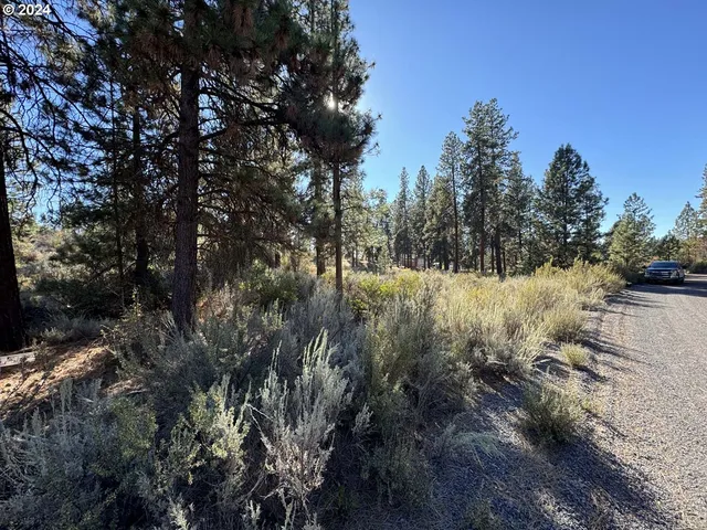 a view of a forest with a tree