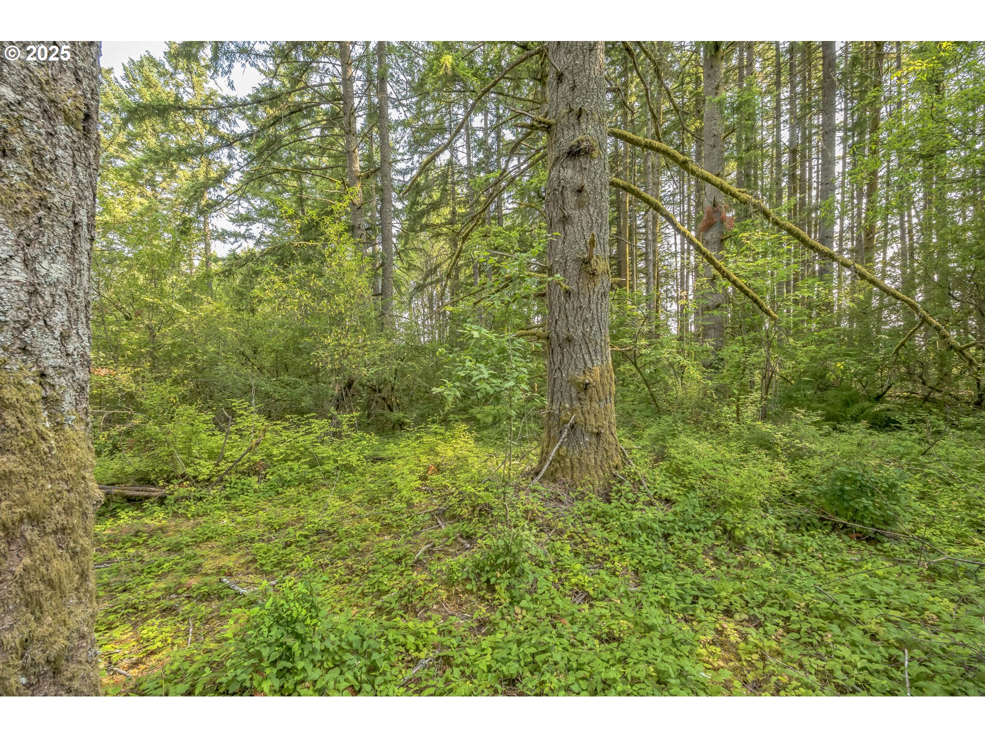 213 Nelson Road Winlock, WA 98596 - Photo 19 of 30 a view of a yard