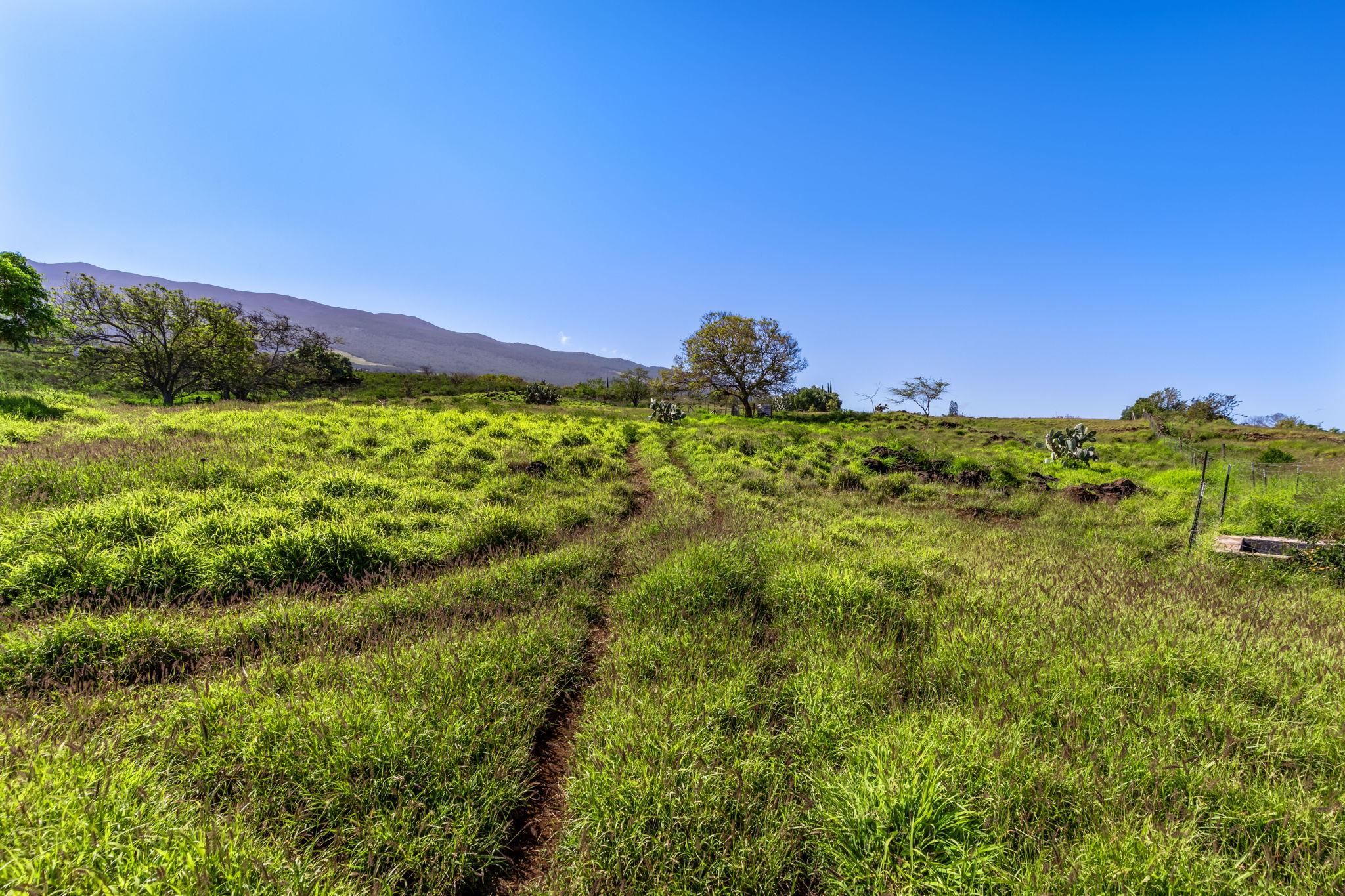 0 Calasa Road Kula, HI 96790 - Photo 10 of 39
