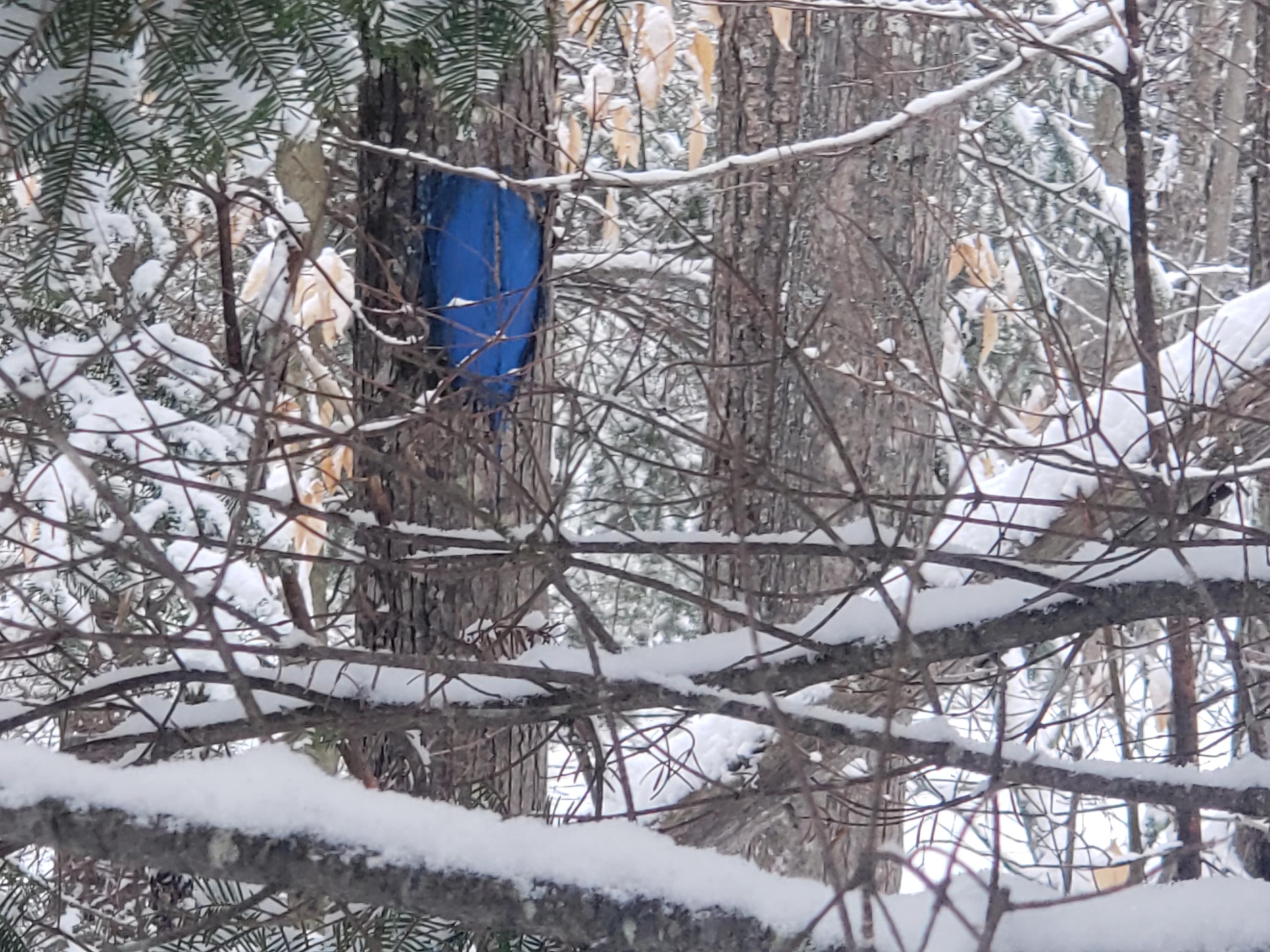 Tbd Norton Hill Road Strong, ME 04983 - Photo 16 of 17 20210127_100016