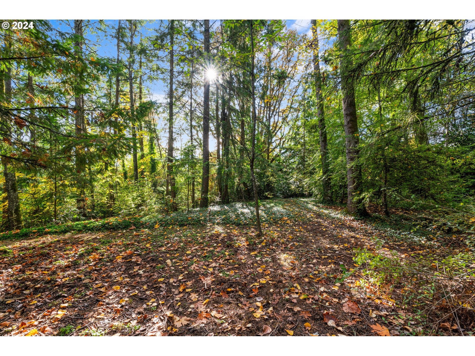6455 Southwest Scholls Ferry Road Portland, OR 97223 - Photo 40 of 48 Yard