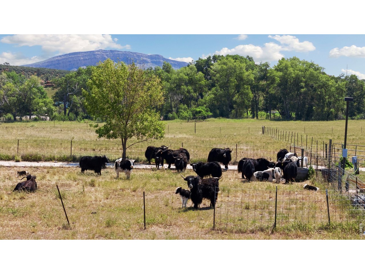 54 Rist View Road Bellvue, CO 80512 - Photo 50 of 50 Neighboring yaks grazing on property