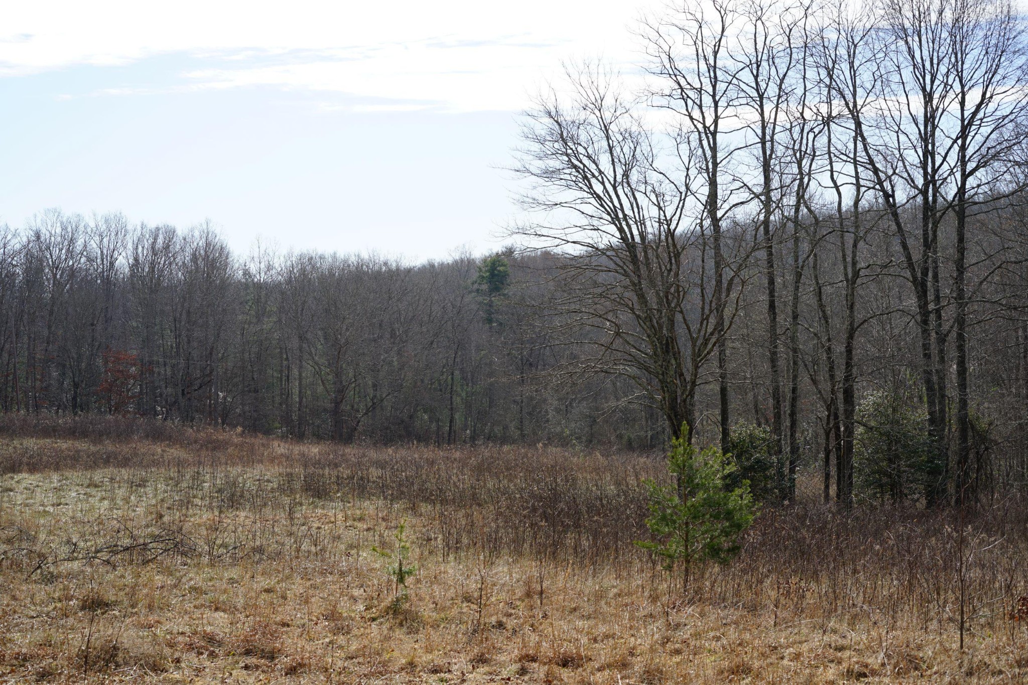 0 Manning Road Grandview, TN 37337 - Photo 3 of 14 Gallery Image 3