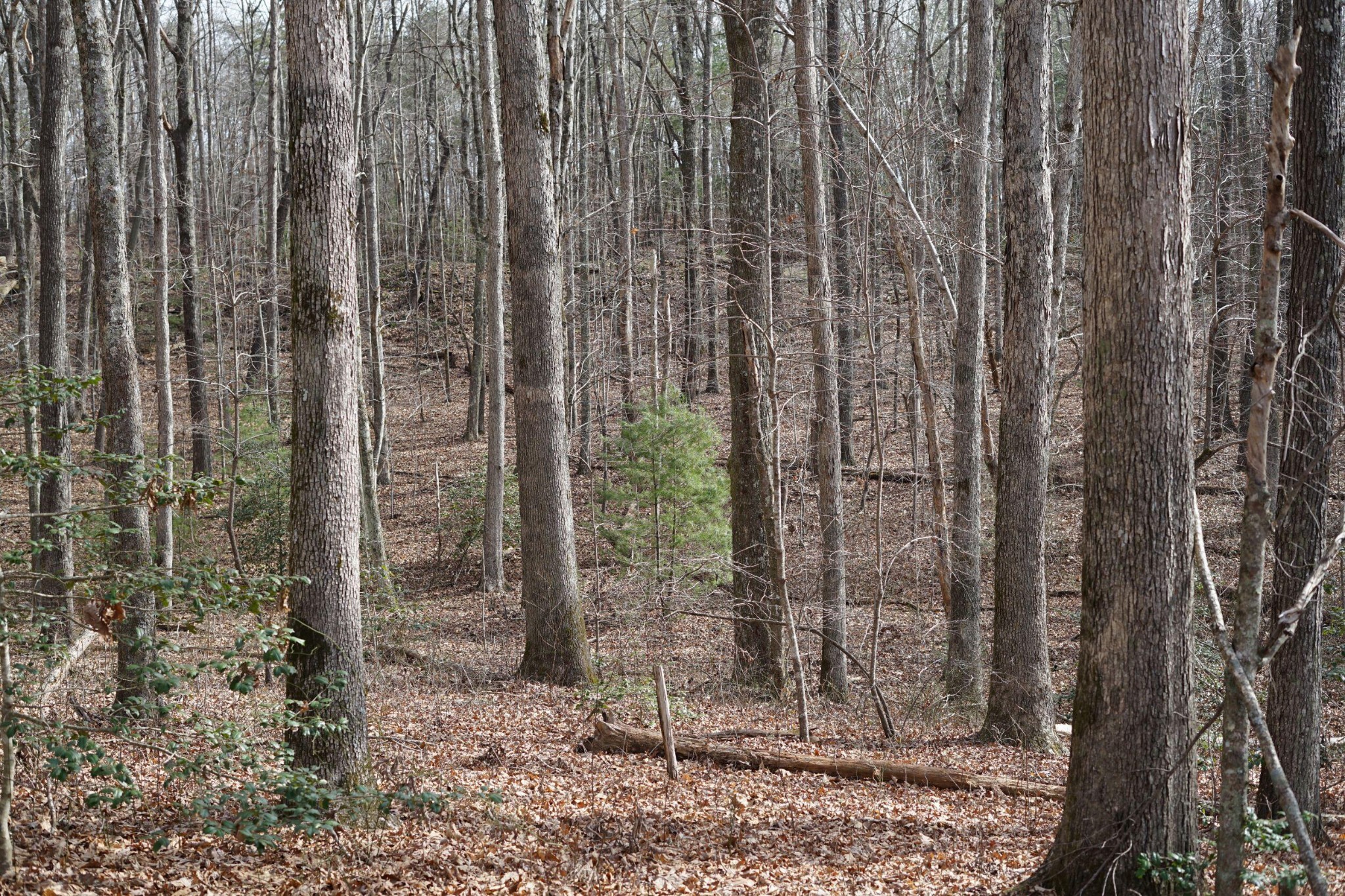 0 Manning Road Grandview, TN 37337 - Photo 8 of 14 Gallery Image 8