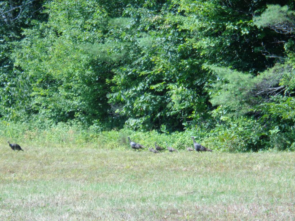 155 North Groton Road Hebron, NH 03241 - Photo 6 of 36
