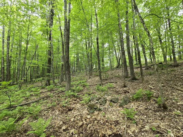 $45,000 | Lot 26 Canton Mountain Road, Jay, ME 04239