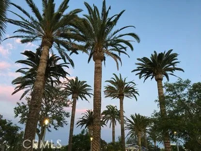 a view of a palm tree with a palm tree