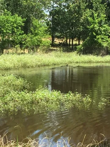 a backyard of a house with lots of green space