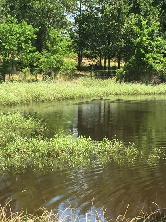 3000 Pettytown Road Dale, TX 78616 - Photo 11 of 34 a lake view with a lake view