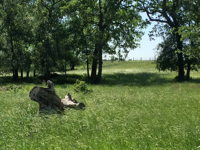a view of a lush green space