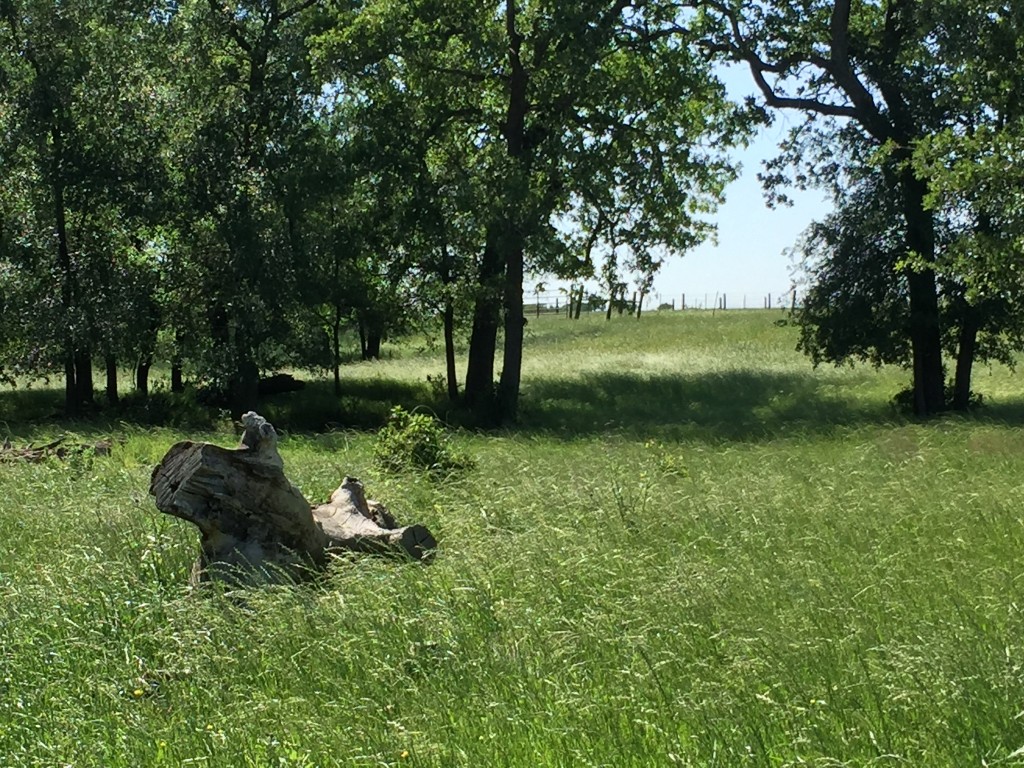 3000 Pettytown Road Dale, TX 78616 - Photo 12 of 34 a backyard of a house with lots of green space