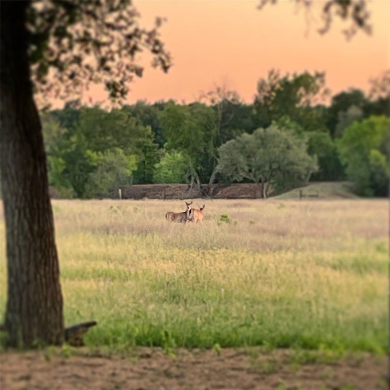 3000 Pettytown Road Dale, TX 78616 - Photo 20 of 34 a view of a yard with a tree
