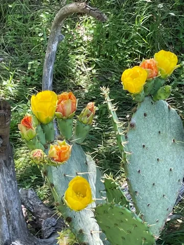 a view of a yard in a forest