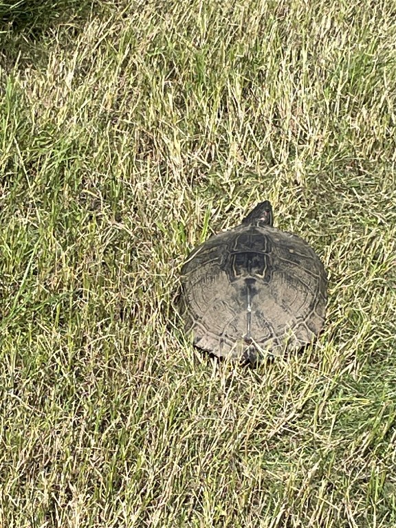 3000 Pettytown Road Dale, TX 78616 - Photo 27 of 34