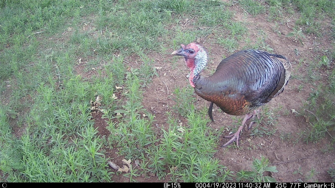 3000 Pettytown Road Dale, TX 78616 - Photo 29 of 34 a view of a backyard of a house