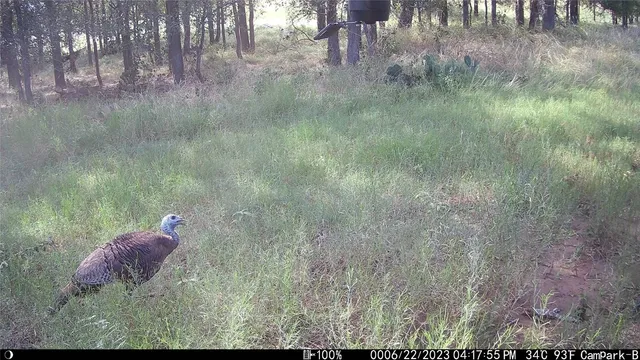 $1,100,000 | 3000 Pettytown Road, Dale, TX 78616