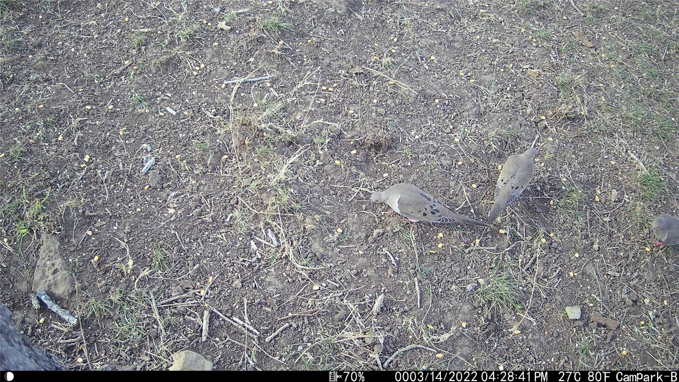 3000 Pettytown Road Dale, TX 78616 - Photo 32 of 34 a view of a yard in a forest