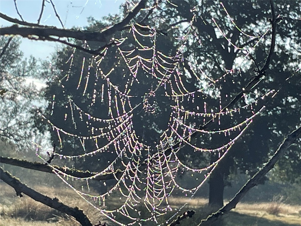 3000 Pettytown Road Dale, TX 78616 - Photo 33 of 34 a picture of a tree