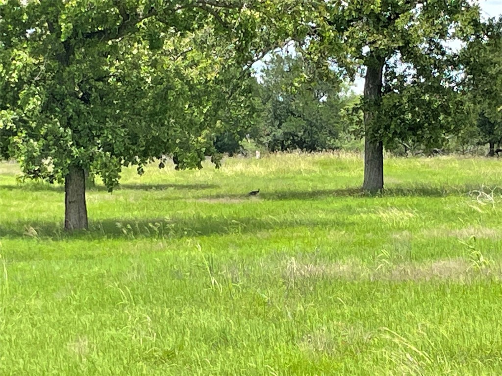3000 Pettytown Road Dale, TX 78616 - Photo 5 of 34 a yard with trees in the background
