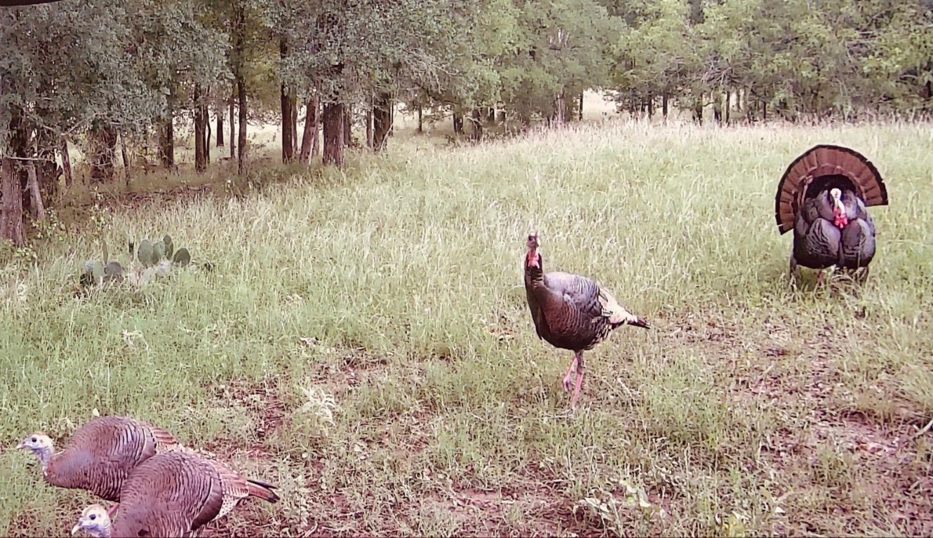 3000 Pettytown Road Dale, TX 78616 - Photo 6 of 34 a view of a back yard