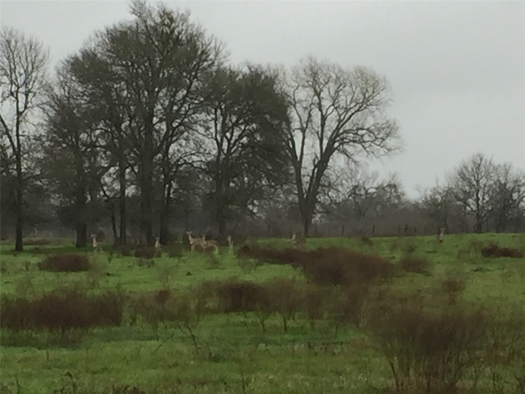3000 Pettytown Road Dale, TX 78616 - Photo 8 of 34 a view of outdoor space and yard