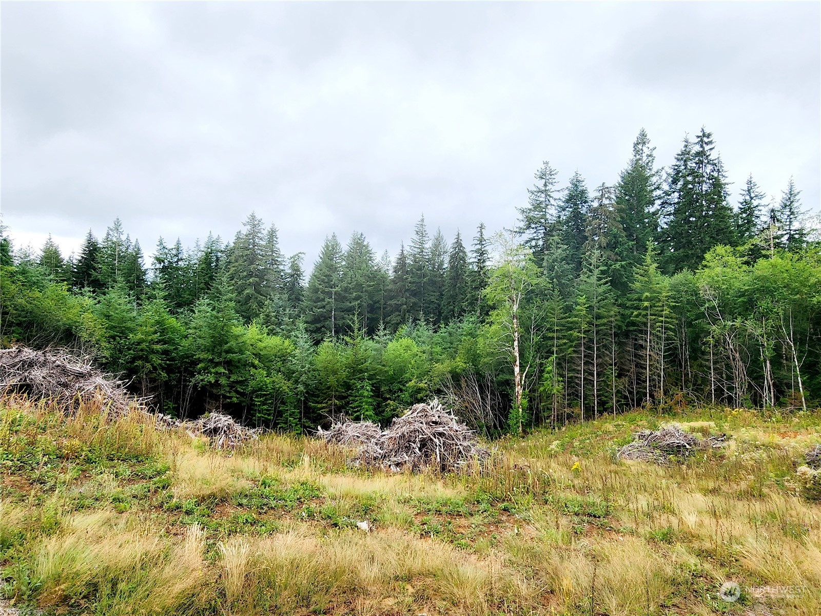 255 Arrowhead Drive Elma, WA 98541 - Photo 4 of 20 a view of a yard with large trees